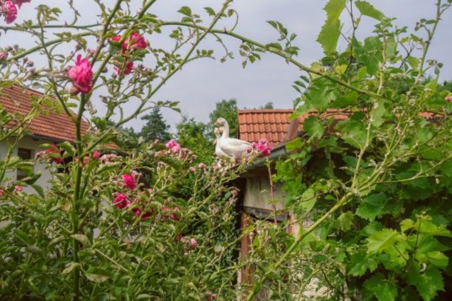 Měnič obrázků - fotografie
