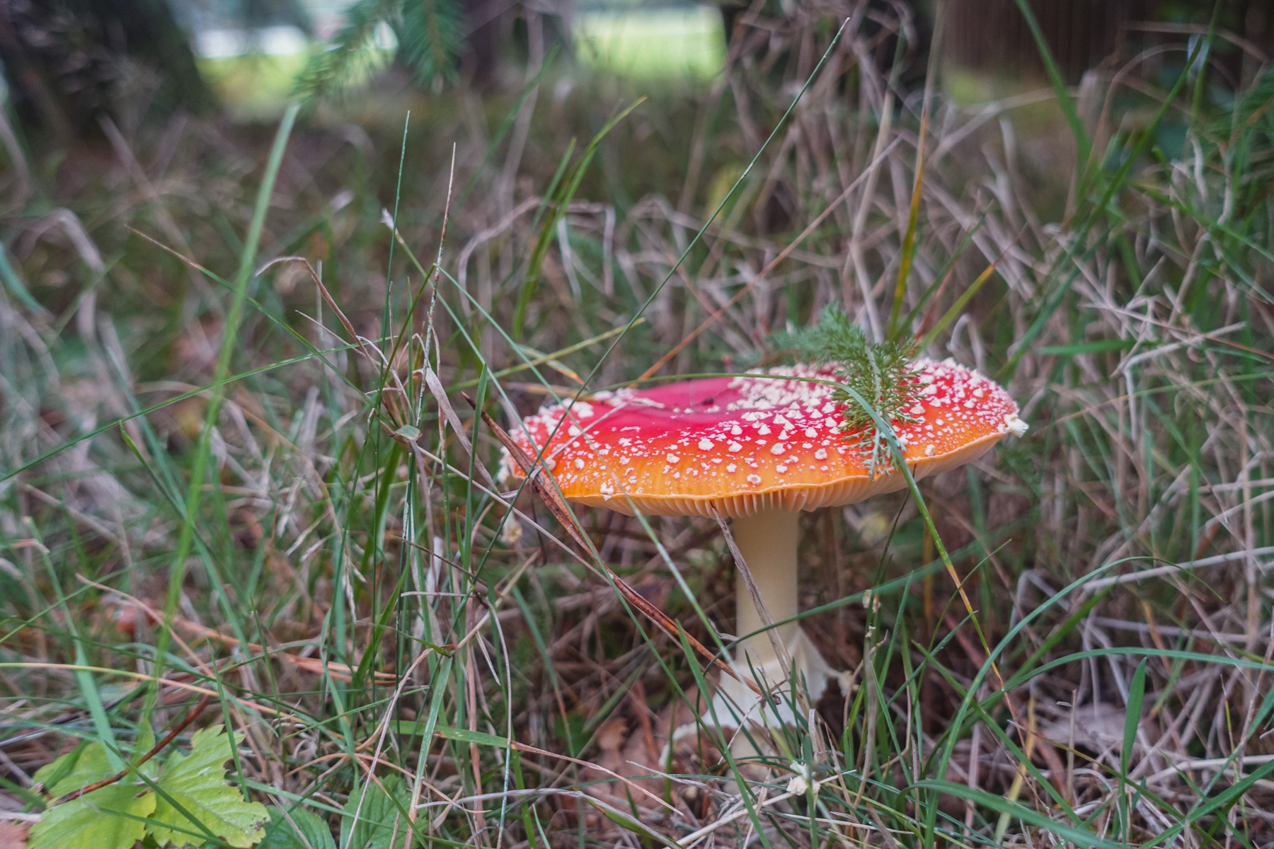 Měnič obrázků - fotografie