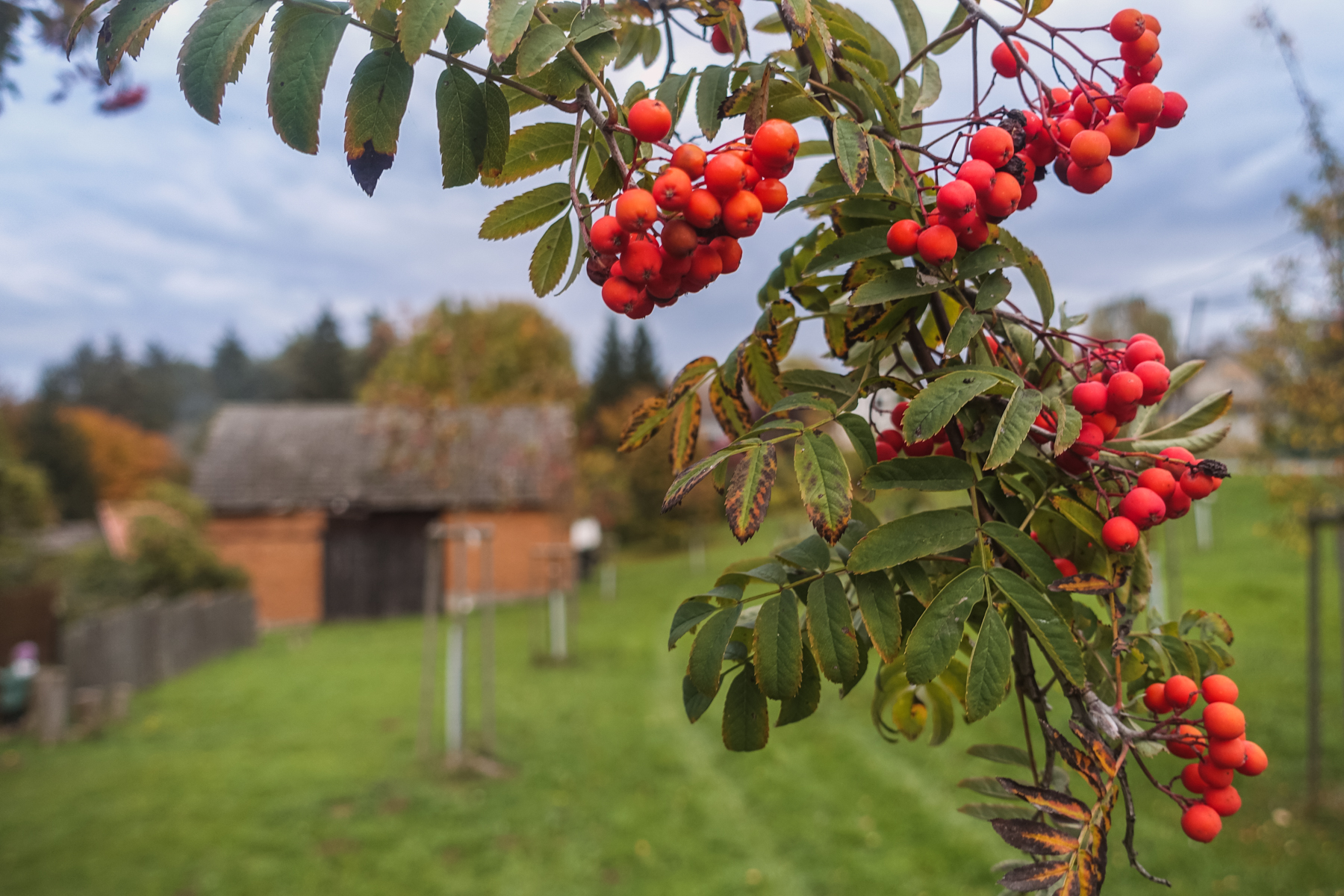 Měnič obrázků - fotografie